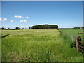 NY2853 : Farmland east of Aikton by David Purchase