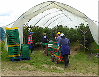 TR0456 : Fruit pickers by a public footpath, Selling by pam fray
