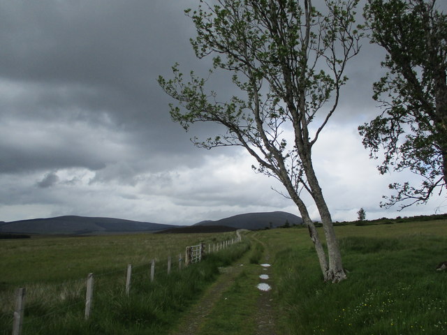 Track and birch trees near Demickmore