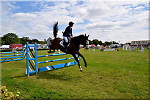 H4374 : Tail up - 179th Omagh Annual Agricultural Show 2019 by Kenneth  Allen