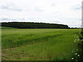 Fields and woods near Nether Welton