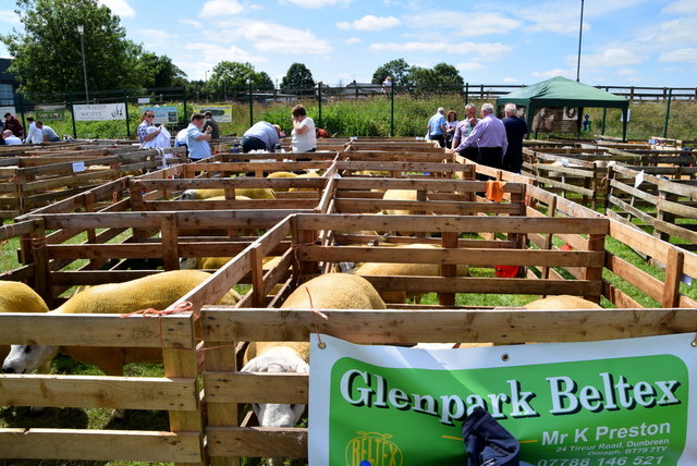 Glenpark Beltex - 179th Omagh Annual... © Kenneth Allen :: Geograph Ireland