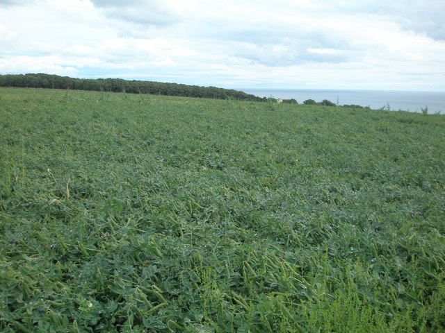 Peas growing near Nether Dysart