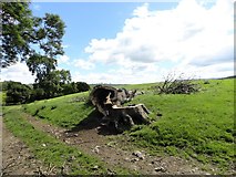 NZ1056 : Cut down tree at Broad Oak farm by Robert Graham