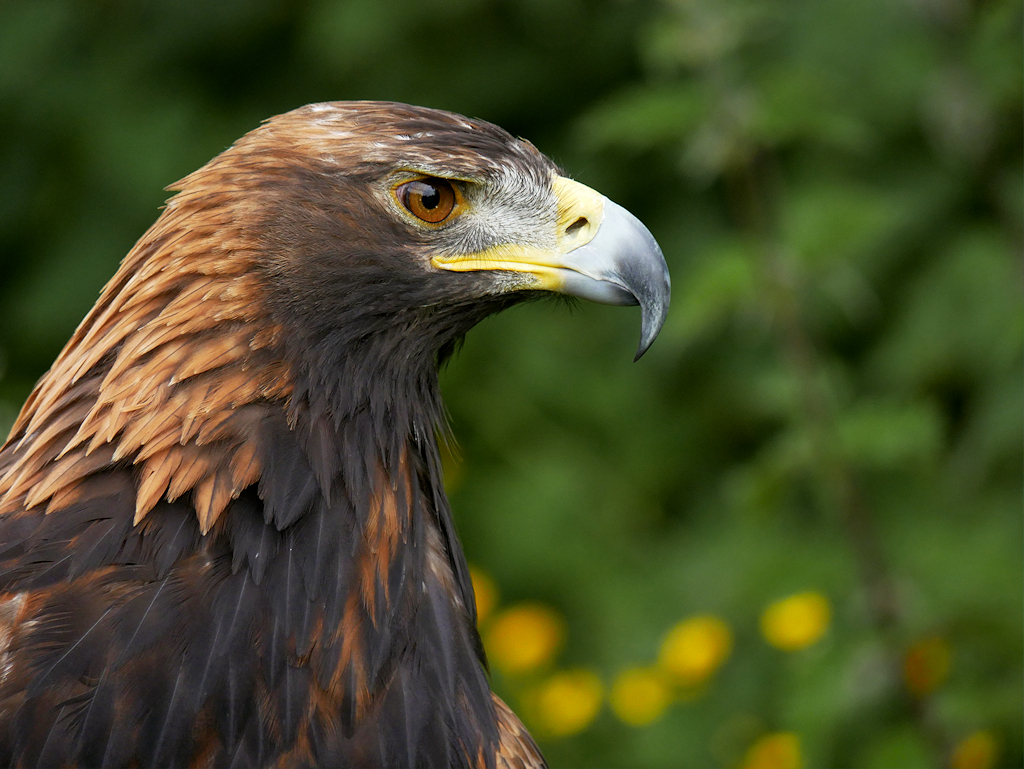 Isla the Golden Eagle © David Dixon :: Geograph Britain and Ireland