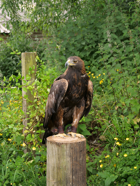 Falconry Images Stock Photos Vectors Shutterstock