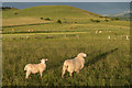 SU1163 : Sheep by Ian Capper