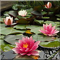 SO7119 : Nymphaea in a small pond by Jonathan Billinger