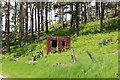 Rusty hut by the pines near Sunnybrae