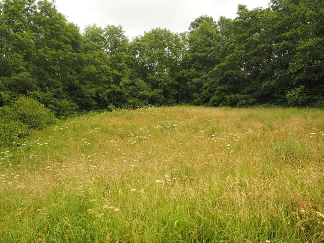 Hillside Meadow