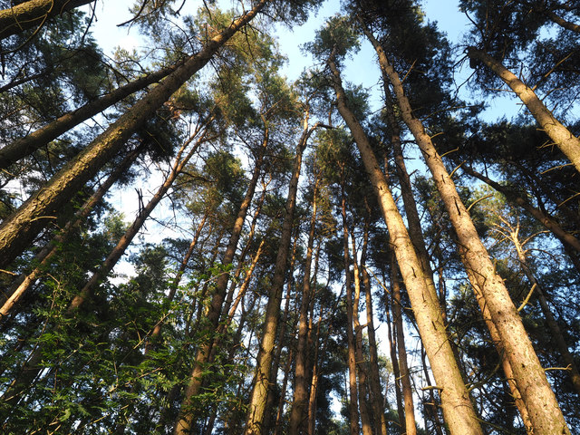 Tall Pine Trees in the Evening Sun