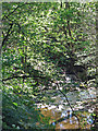 Swinhope Burn below Swinhopeburn