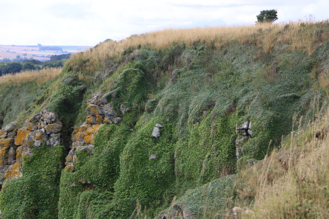 Rickle Craig cliff vegetation