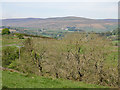 Farmland south of Swinhopeburn