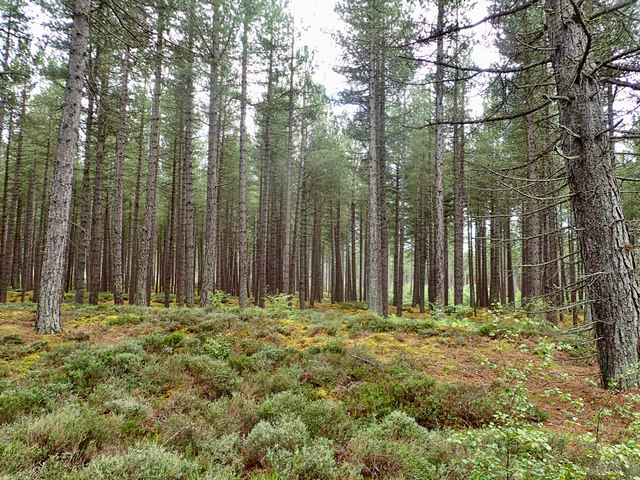 Forest, Innes Links © Mick Garratt :: Geograph Britain and Ireland