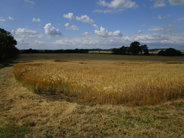 Barley field below Woodbury Home Farm
