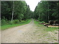 Track in The Bin Forest