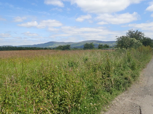 Hay fields at Marsh North, Dundalk
