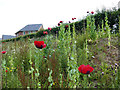 Poppies alongside the Sandbach Bypass