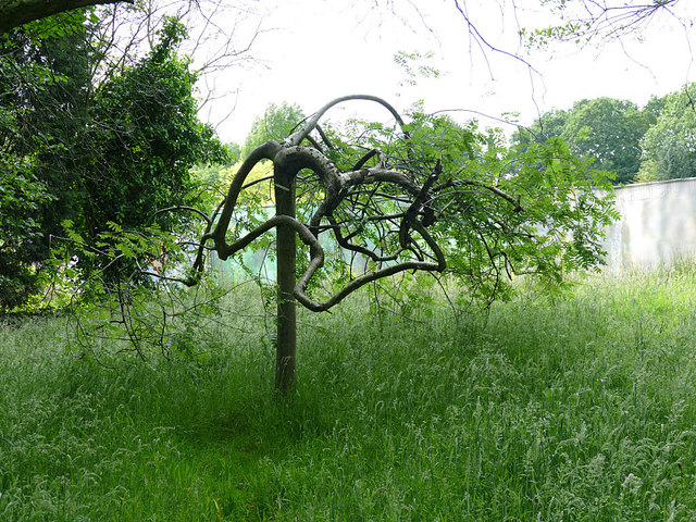 Jodrell Bank arboretum - Sorbus aucuparia pendula