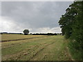 Barley field off Thorpe Drove