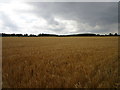 Barley field off Thorpe Drove