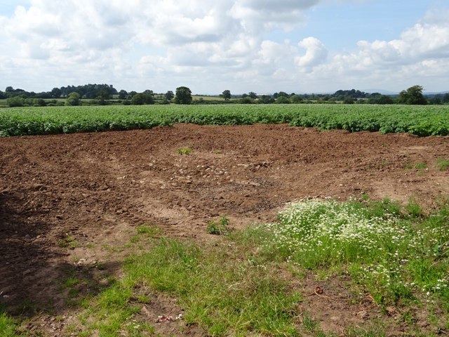 A field of potatoes
