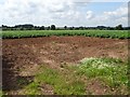 SJ8008 : A field of potatoes by Philip Halling