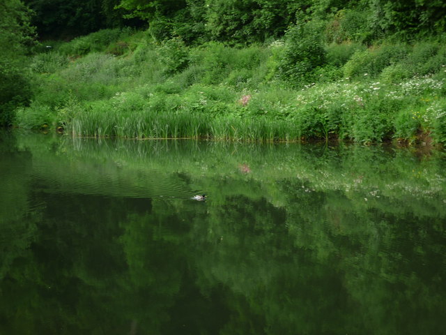 Mallard at The River Teme (Ludlow)