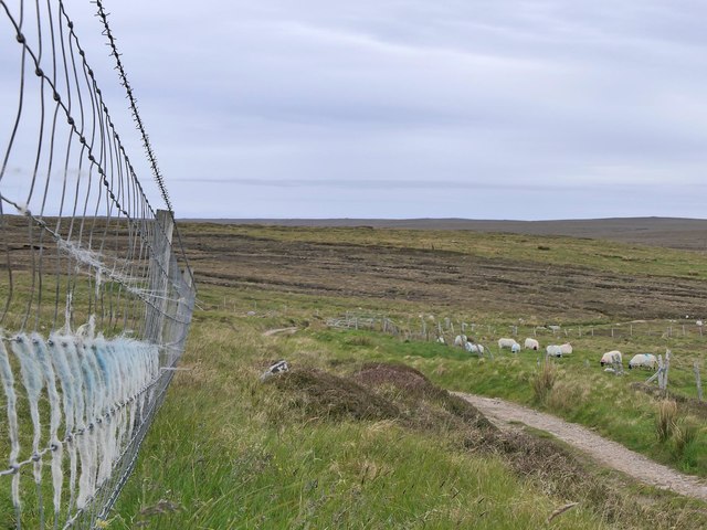 Fence, Neidealan, Isle of Lewis