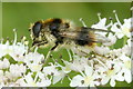 The hoverfly Cheilosia illustrata, Inshes, Inverness