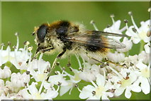 NH6943 : The hoverfly Cheilosia illustrata, Inshes, Inverness by Mike Pennington