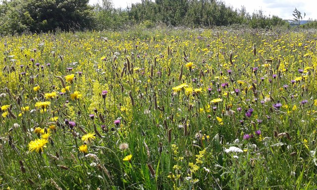 Wild Flowers Silverlink Biodiversity Park, Shiremoor