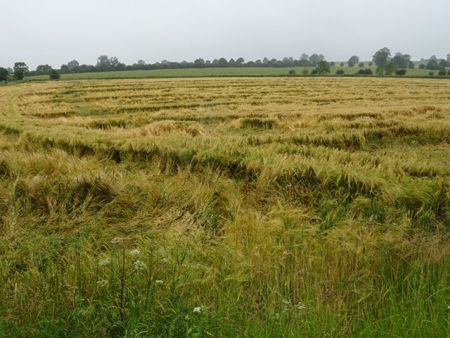 Storm damaged barley field