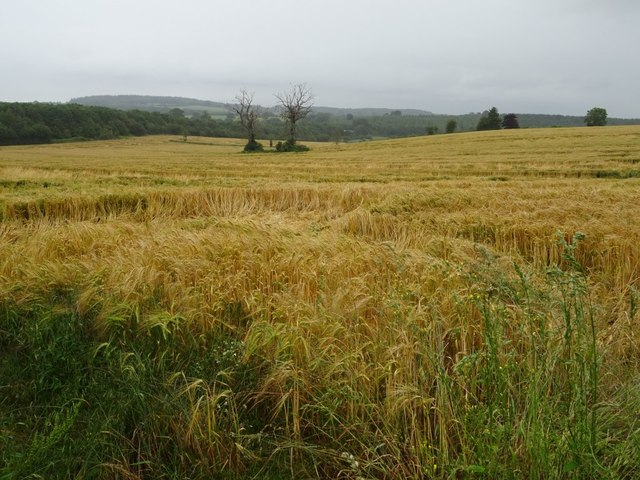 Barley field near Much Wenlock