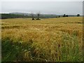 Barley field near Much Wenlock