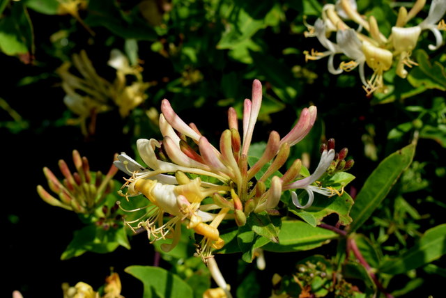 Honeysuckle along the hedgerow, Gortinagin