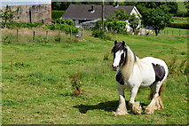 H4280 : Horse, Castletown by Kenneth  Allen