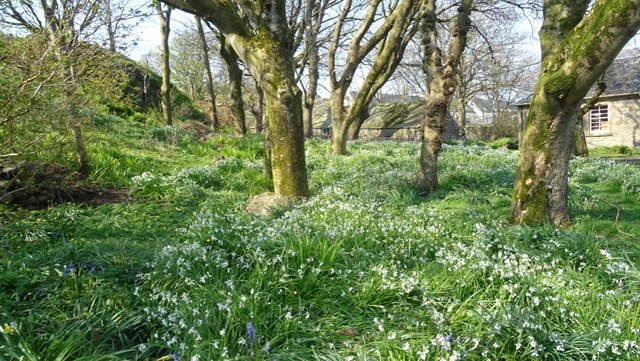 Woodland, Baile Mòr © Richard Webb :: Geograph Britain and Ireland