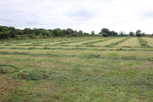 Drying Hay at Higher Way