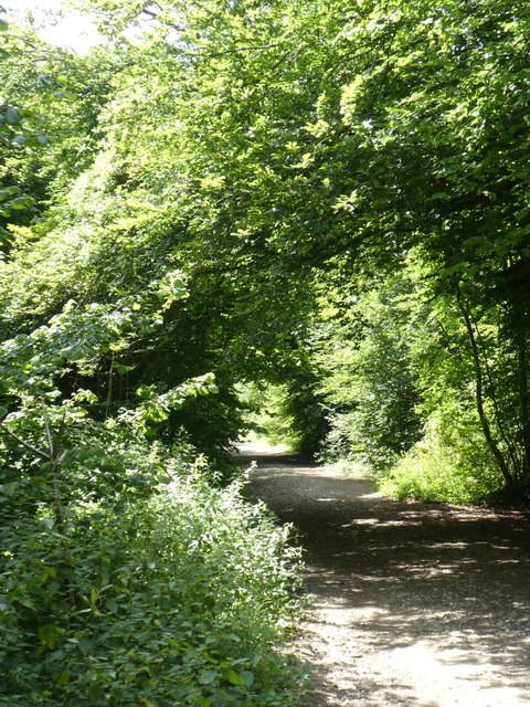 Cycle track in Houghton Forest © David Smith :: Geograph Britain and ...