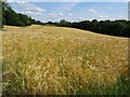 Barley field