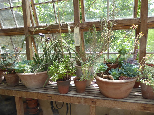 Succulents in the greenhouse at Restoration House