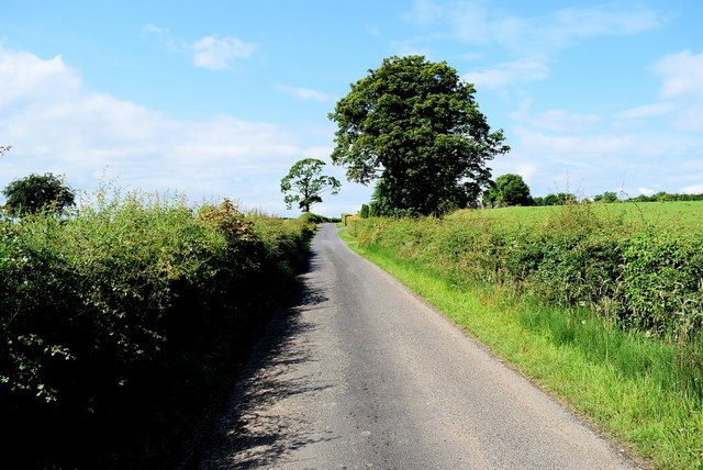 Tree along a minor road, Gortnacreagh