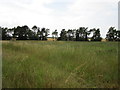 Grass field and pine trees on the edge of Ropsley