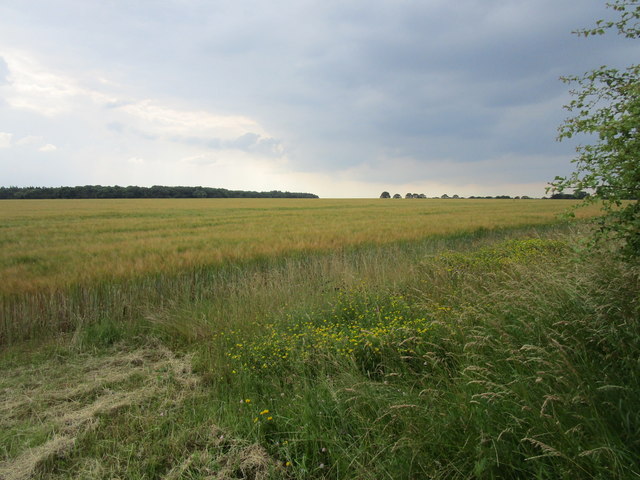 Barley field near Ropsley © Jonathan Thacker :: Geograph Britain and ...