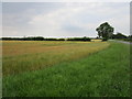 Ripening barley near Welby