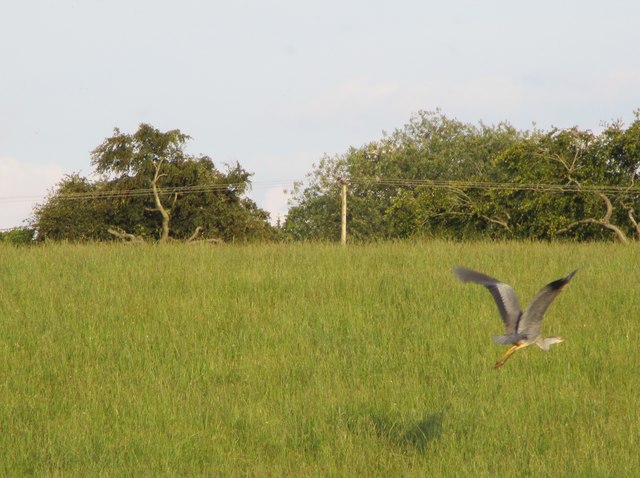 Grey Heron taking off