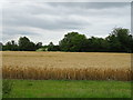 Ripening crop, Weald Bridge 