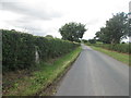 Coldharbour Lane trig point hiding in the hedge